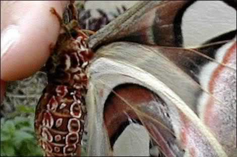 بزرگترین و زیباترین پروانه دنیا !