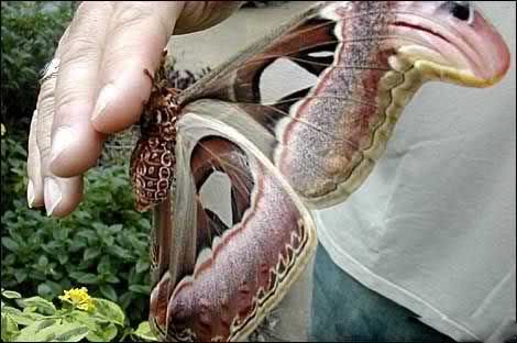 بزرگترین و زیباترین پروانه دنیا !