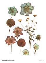 اثرات مفید گیاهان دارویی