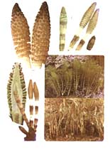 اثرات مفید گیاهان دارویی