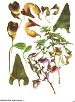 اثرات مفید گیاهان دارویی