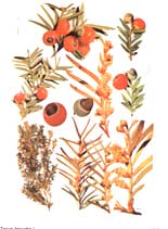 اثرات مفید گیاهان دارویی