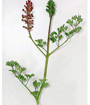 خواص دارویی شاتره