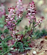 خواص دارویی شاتره