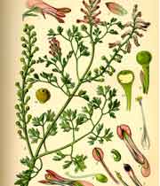 خواص دارویی شاتره