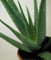 صبر زرد(آلوئه ورا)