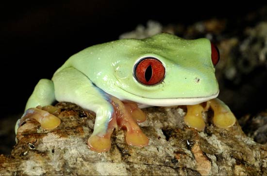 تصاویر بسیار زیبا از حیوانات