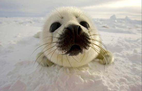 تصاویر بسیار زیبا از حیوانات