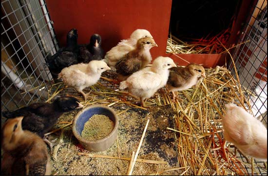 تصاویر بسیار زیبا از حیوانات