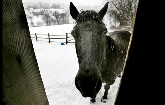 تصاویر بسیار زیبا از حیوانات