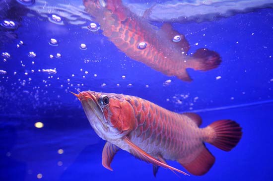 تصاویر بسیار زیبا از حیوانات