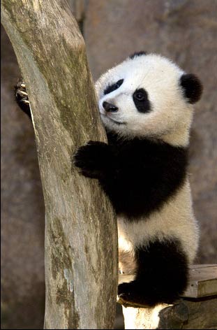 تصاویر بسیار زیبا از حیوانات