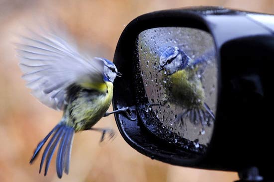 تصاویر بسیار زیبا از حیوانات