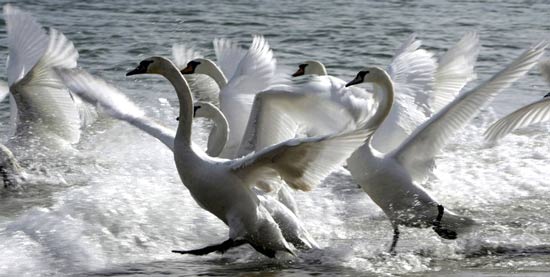 تصاویر بسیار زیبا از حیوانات