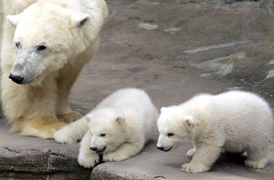 تصاویر بسیار زیبا از حیوانات