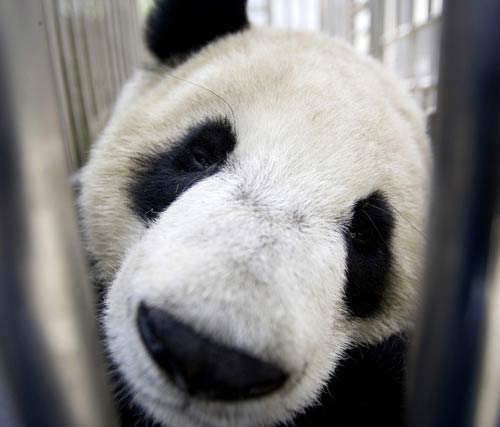 تصاویر بسیار زیبا از حیوانات