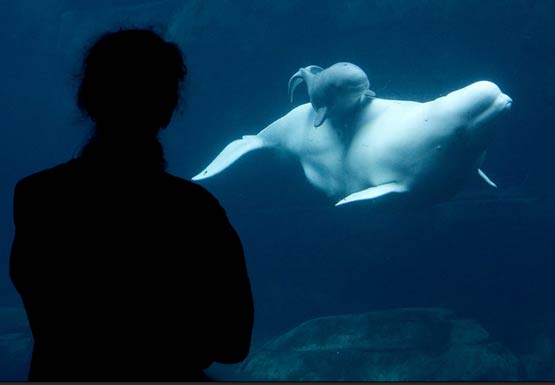 تصاویر بسیار زیبا از حیوانات