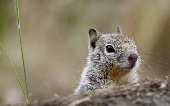 تصاویر بسیار زیبا از حیوانات