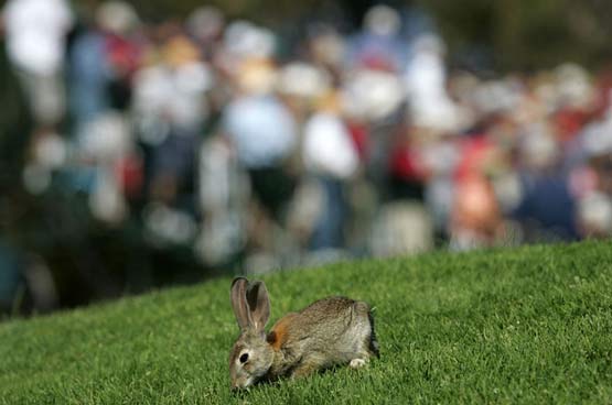 تصاویر بسیار زیبا از حیوانات