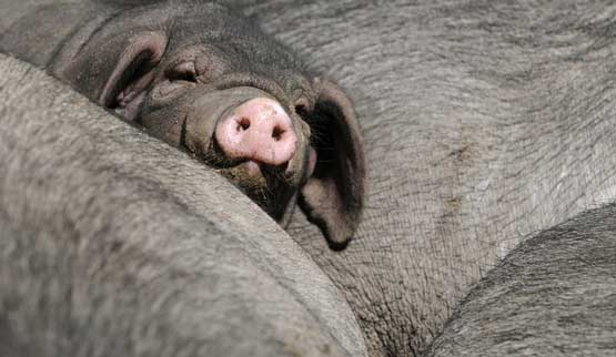 تصاویر بسیار زیبا از حیوانات