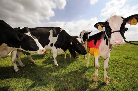 تصاویر بسیار زیبا از حیوانات