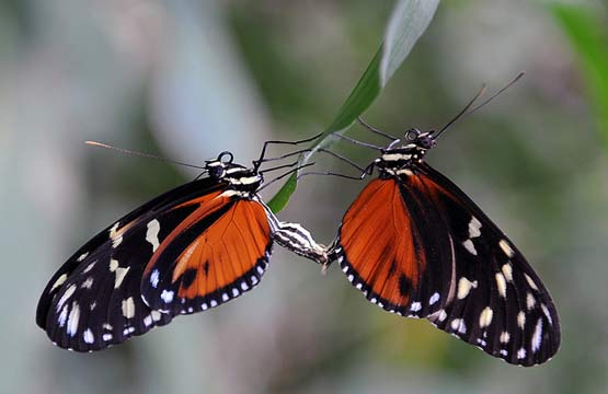 تصاویر بسیار زیبا از حیوانات