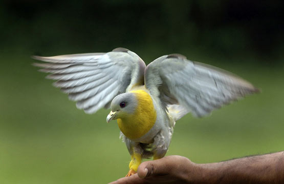 تصاویر بسیار زیبا از حیوانات