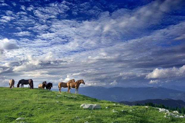 تصاویر بسیار زیبا از حیوانات