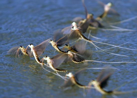 تصاویر بسیار زیبا از حیوانات