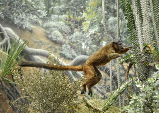 تصاویر بسیار زیبا از حیوانات