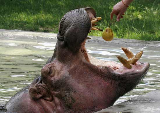 تصاویر بسیار زیبا از حیوانات