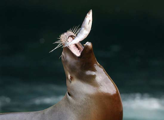 تصاویر بسیار زیبا از حیوانات