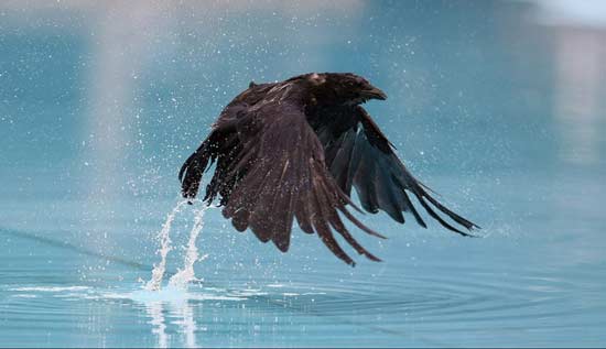 تصاویر بسیار زیبا از حیوانات