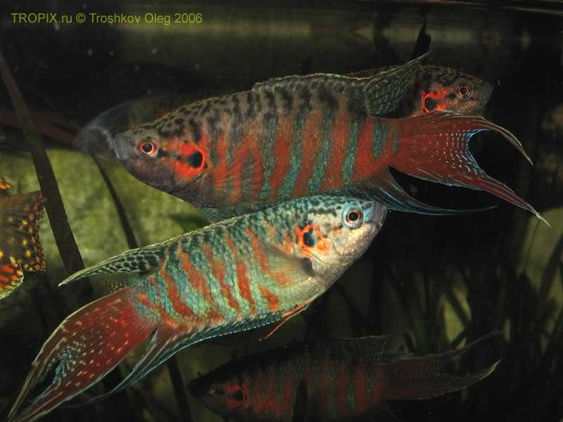 عکس چند تا ماهی خوشگل آکواریومی