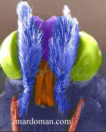 تصاویر میکروسکوپی - بخش پایانی