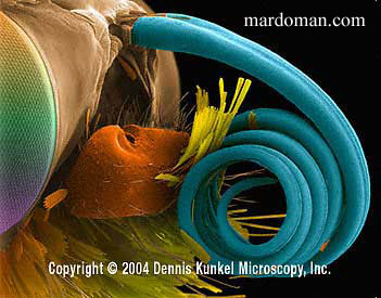 تصاویر میکروسکوپی - بخش پایانی