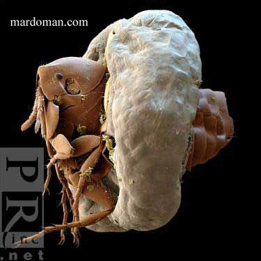 تصاویر میکروسکوپی - بخش پایانی