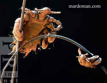 تصاویر میکروسکوپی - بخش پایانی