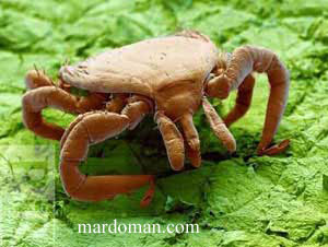 تصاویر میکروسکوپی - بخش پایانی