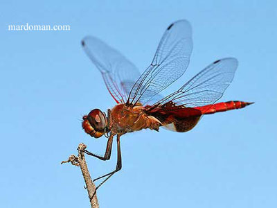 تصاویر میکروسکوپی - بخش پایانی تصاویر میکروسکوپی - بخش پایانی