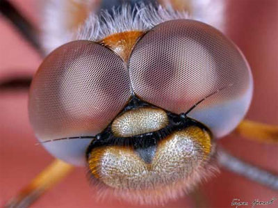 تصاویر میکروسکوپی - بخش پایانی