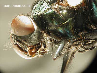 تصاویر میکروسکوپی - بخش پایانی