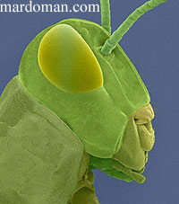 تصاویر میکروسکوپی - بخش پایانی