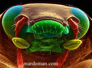تصاویر میکروسکوپی - بخش پایانی
