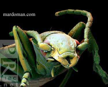 تصاویر میکروسکوپی - بخش پایانی