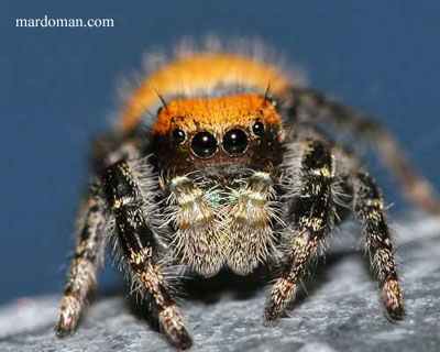 تصاویر میکروسکوپی - بخش پایانی