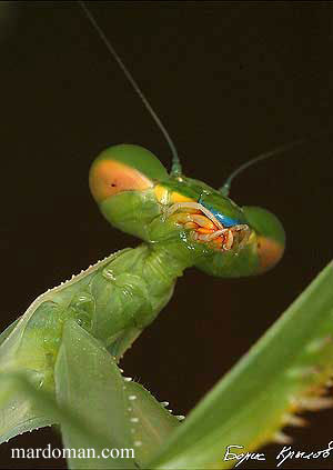 تصاویر میکروسکوپی - بخش پایانی