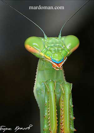 تصاویر میکروسکوپی - بخش پایانی