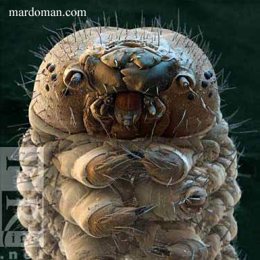 تصاویر میکروسکوپی - بخش پایانی تصاویر میکروسکوپی - بخش پایانی