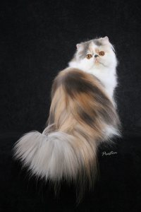 گربه های ایرانی در صدر جدول زیباترین گربه های جهان